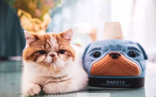 秒杀丨疯狂吸猫不能停!猫猫游乐园!超豪华宠物寄养快给毛孩子安排上!