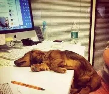 周一上班的熊样搞笑gif表情图片