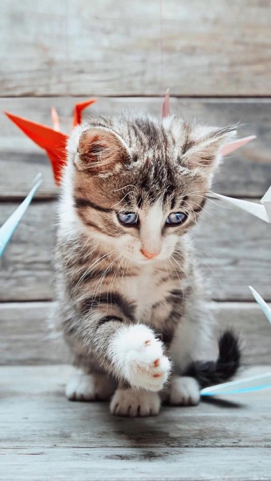 搞怪个性猫咪可爱动物大眼猫萌娃萌萌哒甜美系动物锁屏壁纸
