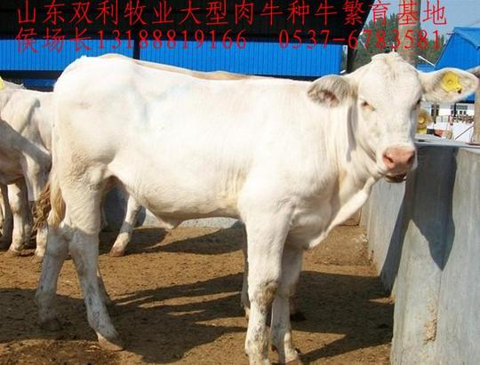供应万头肉牛农村创业快致富养殖肉牛是财路育肥小公牛小母牛养牛成本利润分析