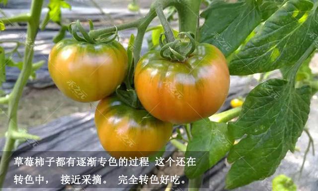 春季孩子长高的蔬菜水果有哪些