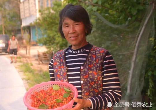 一树樱桃每年能卖4千元，农村年轻人一个创意，足不出户就赚钱