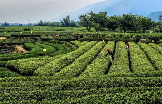 作品描述:大木山骑行茶园拍摄地点:松阳新兴镇大木骑行茶园
