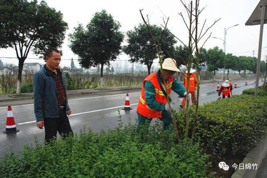 绵竹有这样一位苗圃老板种树不只为赚钱他无偿捐赠1200株美国紫薇