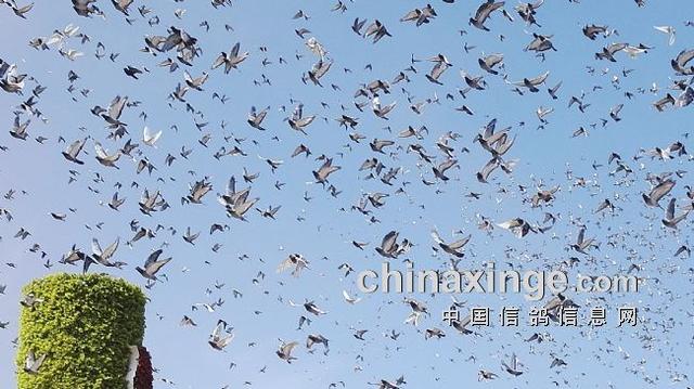 10万羽和平鸽从哪里来