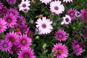 菊科类花卉大全 头条搜索