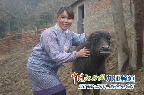 都昌女大学生村官养牛致富-都昌,女大,学生,村官,养牛
