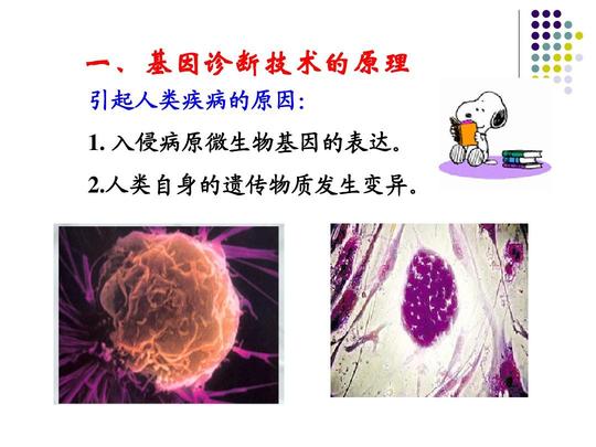 一,基因诊断技术的原理引起人类疾病的原因:1.