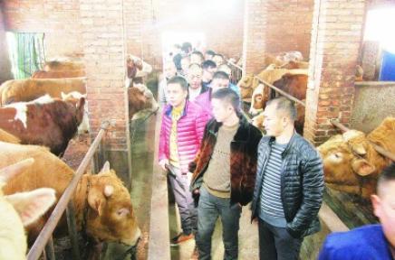 人员传授自己的养牛经,鼓励他们回到家乡创业.本报记者文潇摄-