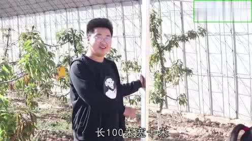 村里花十几万修樱桃大棚,听说很赚钱?干活大爷说出了实情!