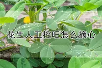 花生怎么种植打顶摘心图解 头条搜索