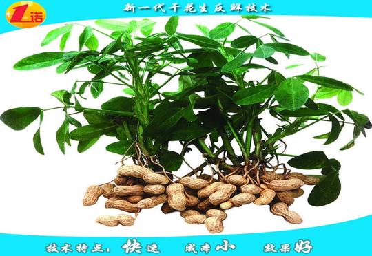 小投资小项目农村创业办厂无需设备家庭工具制