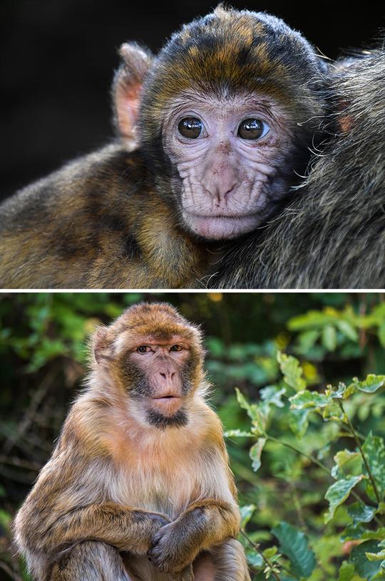 高清实拍猴子动物特写图片素材