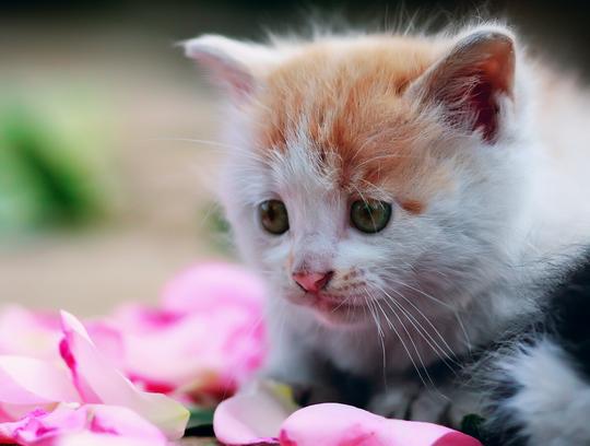 我自己养的一对小猫,还有我的一只小刺猬!