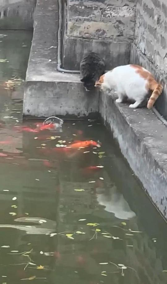 两只猫盯着水里的鱼看，伸爪一捞就抓到一只大金鱼:不愧是橘猫
