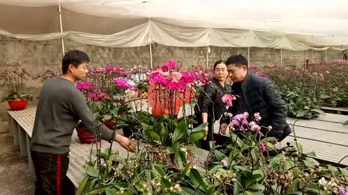夫妻贷款30万创业种蝴蝶兰妻子突患脑瘤住院义工帮忙摆爱心花摊