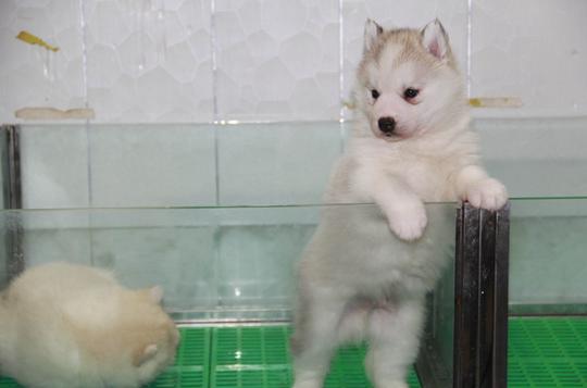 纯种哈士奇幼犬活体幼崽家养哈土奇雪橇犬阿拉斯加犬活体宠物狗狗