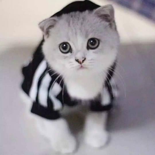 蓝猫加菲猫活体布偶猫活体小宠物宠物活体蓝白英短订购视频