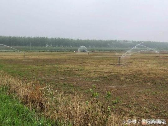 种草皮也能赚钱!华容东山镇300亩草皮助推脱贫攻坚