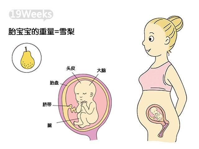 怀孕第6周胎儿发育情况