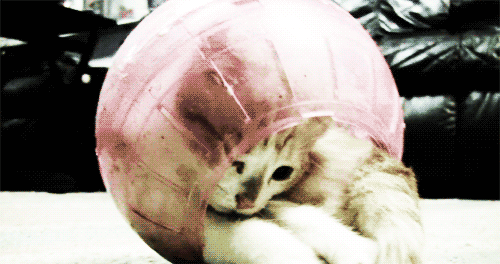 壁纸动物猫猫咪小猫桌面500_265gif动态图动图