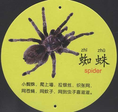 蜘蛛宝宝怎么起名字(lol蜘蛛叫啥)