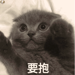 猫咪gif动图表情包要抱