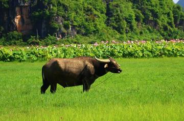 老牛吃嫩草的表情包搞笑gif