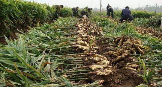 谁说种地不赚钱?农民种植它,亩产8000斤,年利润50万