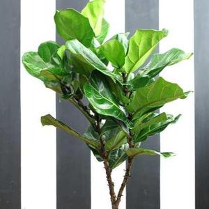 桑科榕属植物