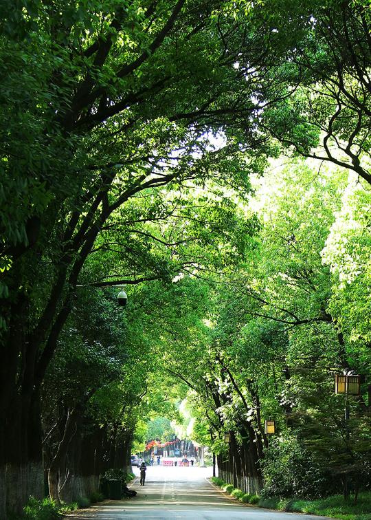 林间路