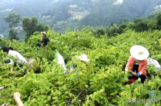 农村创业干啥好?这12个种植、养殖和加工项目，投资小挣钱快