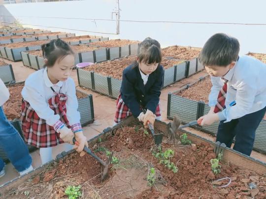 长沙这个学校火了!“小菜农”爱上种菜