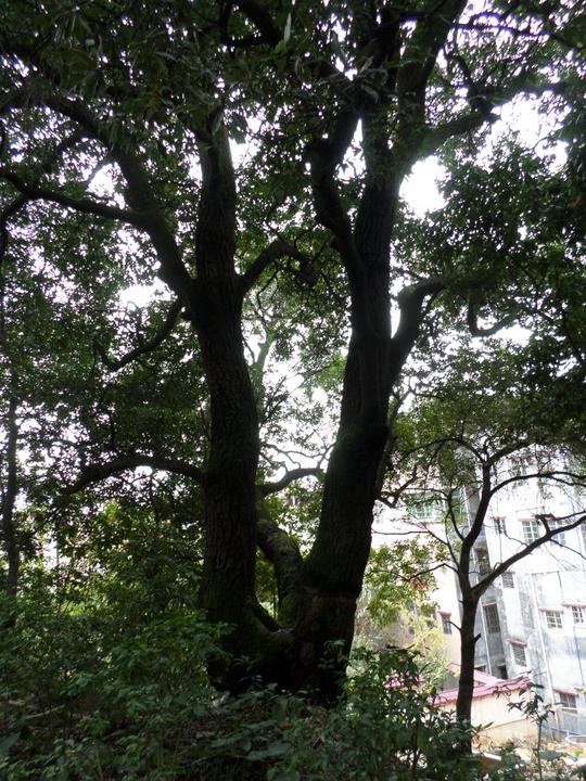 离我住处附近有个橄榄公园,一路走过去,公园门口的酒店生意很红火