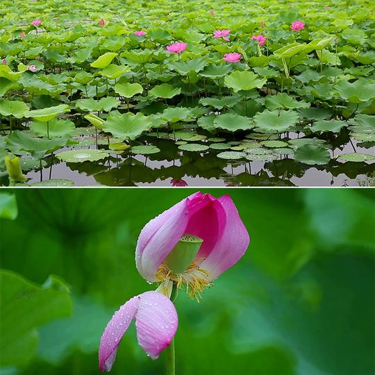 夏季池塘荷塘荷花唯美绽放生长过程植物鲜花系列高清实拍视频素材-图0