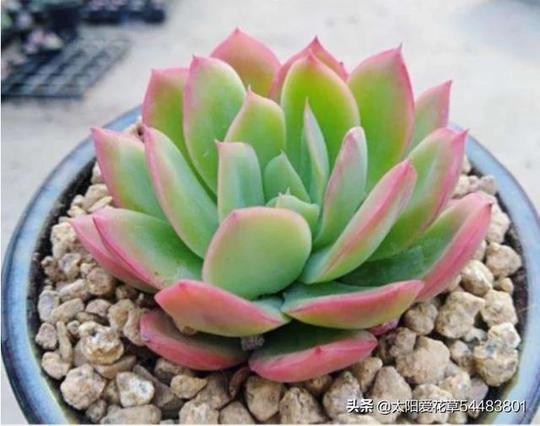 多肉植物水化了怎么办，如何预防?