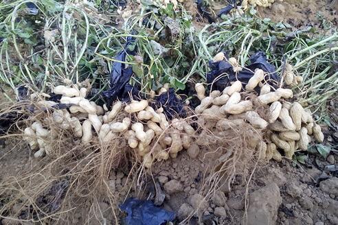 农村种植黑花生赚钱吗?种子价格多少钱一斤?亩产利润有多少?