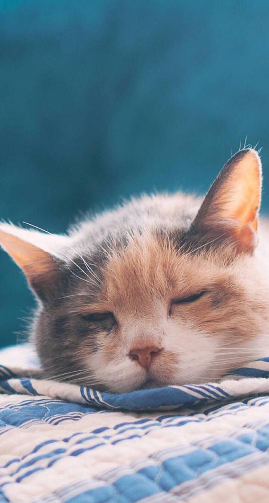 猫宠物可爱壁纸锁屏键盘背景头像唯…-堆