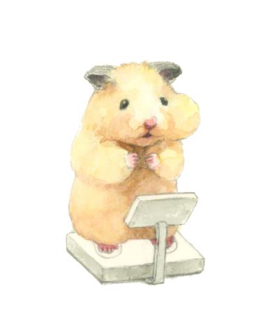 仓鼠。免抠素材。
