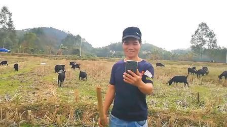 养羊赚钱吗?农村小哥养200多只羊，一年赚几十万，你相信吗