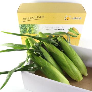 宁波市玉米叫什么