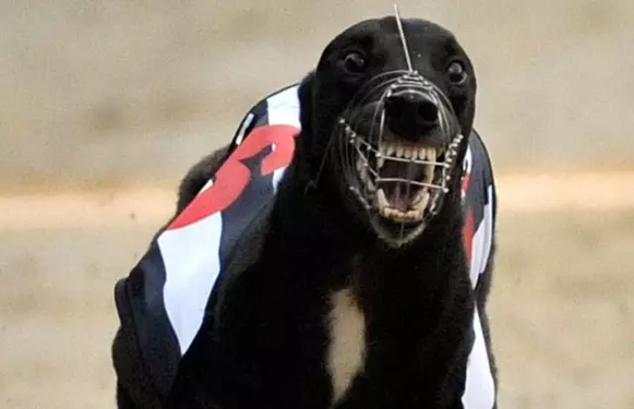 六,古惑仔漫画福田之战详解?