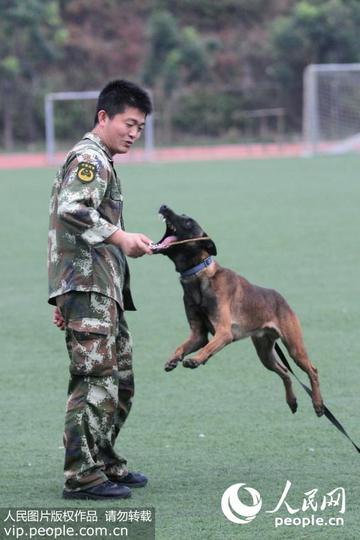 厦门友鹏训犬的相关长尾关键词有哪些