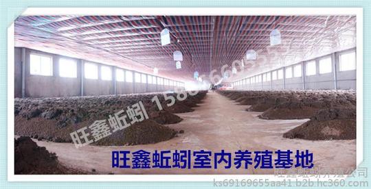 钓鱼必备种蚯批发湖南旺鑫蚯蚓养殖批发基地室内养殖!