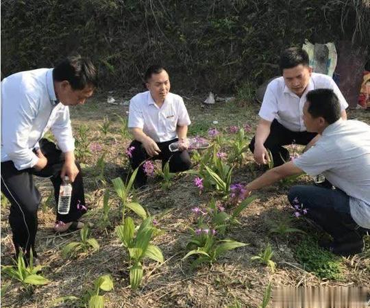 贵州小伙种植白芨从贫困户中精彩出列,成为当地创业致富带头人