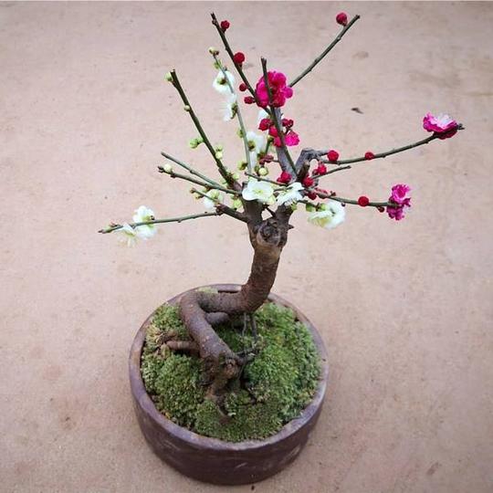 双色梅盆栽盆景老桩树苗室内花卉耐寒植物带花苞骨里红绿梅庭院