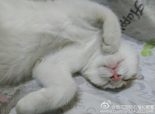 北京猫咪领养#三个月的两只猫咪和一只成年大猫咪,性别女,活泼健康亲