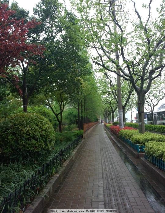 街道绿树林荫小道雨天夏天绿色摄影旅游摄影
