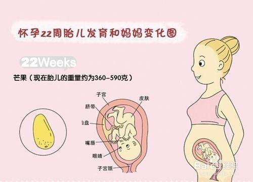 怀孕六个月胎儿位置图