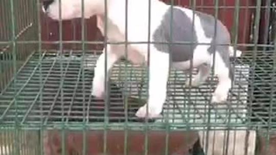 犬饲先生养狗记